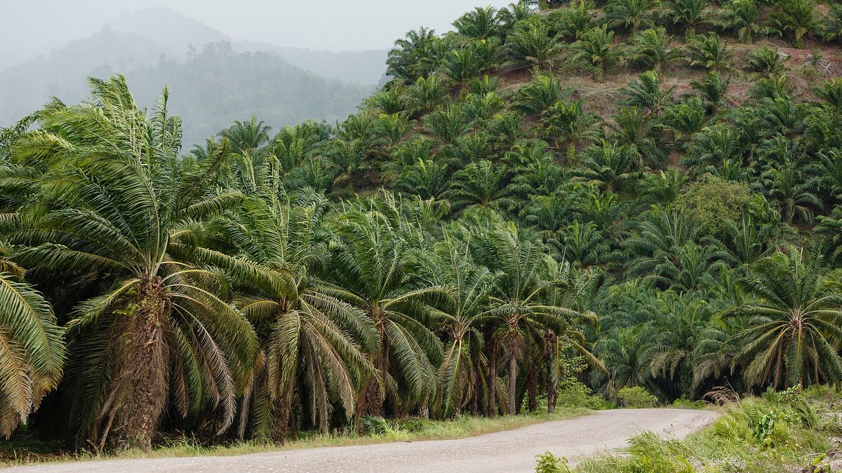 Hills covered with oil palm plantations in the Kunak district of Sabah, Malaysia